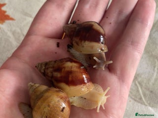 Snails invertebrates - Advert 1