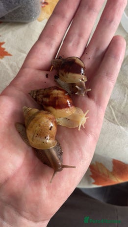 Snails invertebrates - Advert 1