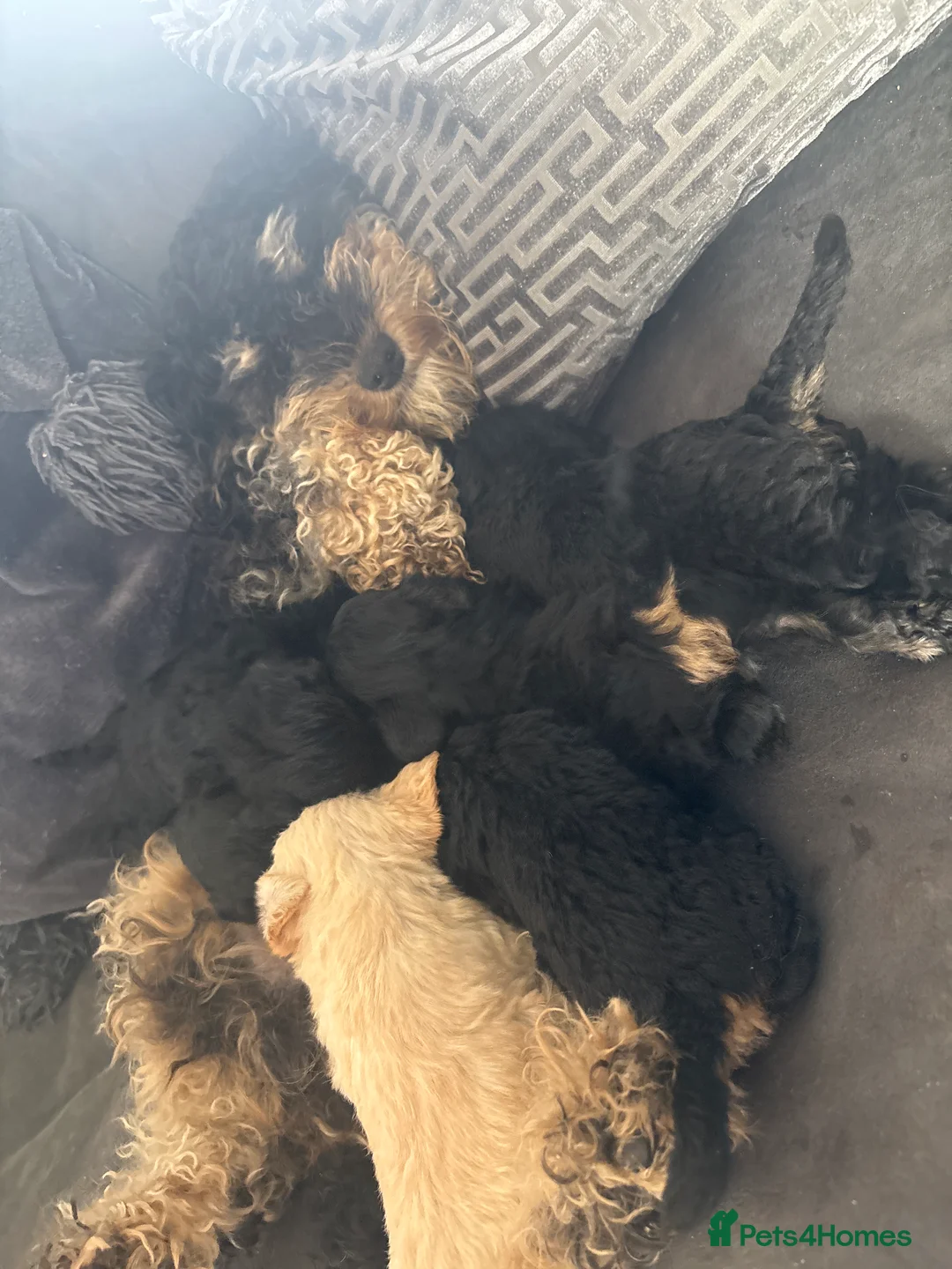 Mixed Breed dogs for sale: Adorable Yorkiepoo & Schnoodle Puppies - Advert 2