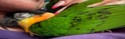 Parrots birds for sale: Pair of Baby Caique Parrots  sold together  - Advert 7