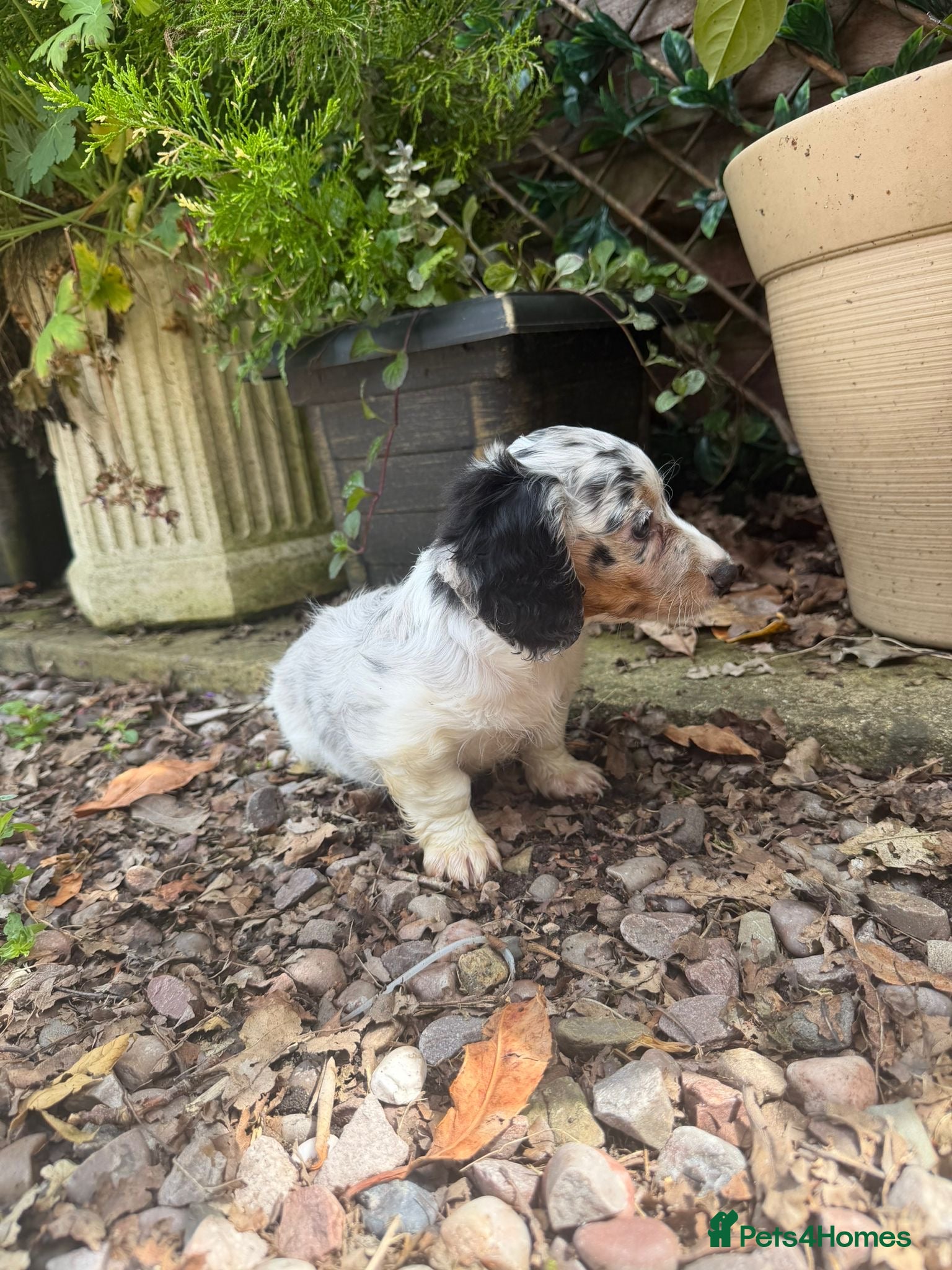Dachshund dogs Long hair dachshunds  - Advert 14