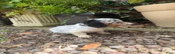 Dachshund dogs for sale: Long hair dachshunds  - Advert 3