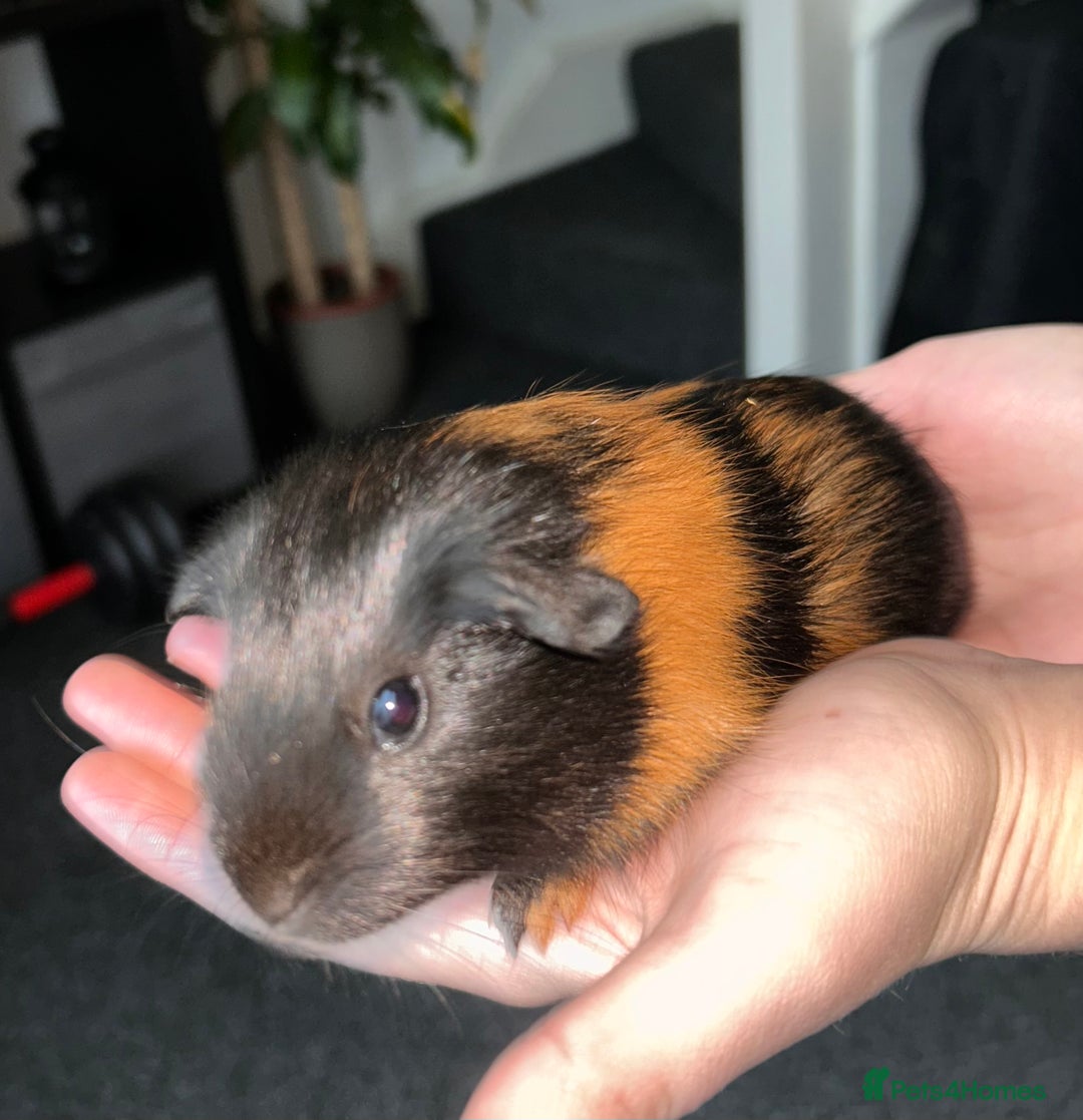 Guinea Pig rodents for sale: 1 pair of boars left 🔥 - Advert 2