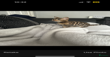 Bengal cats - Advert 14