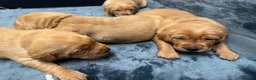 Goldador dogs for sale: Fox Red Golden Retriever X Labrador pups 🧡 in Thetford - Advert 8
