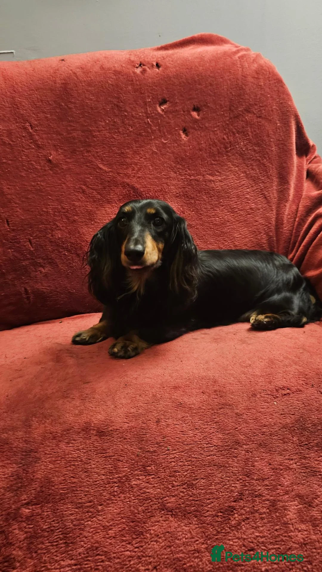 Miniature Dachshund dogs for sale: Mini Long Haired Dachshund Boy - Advert 4