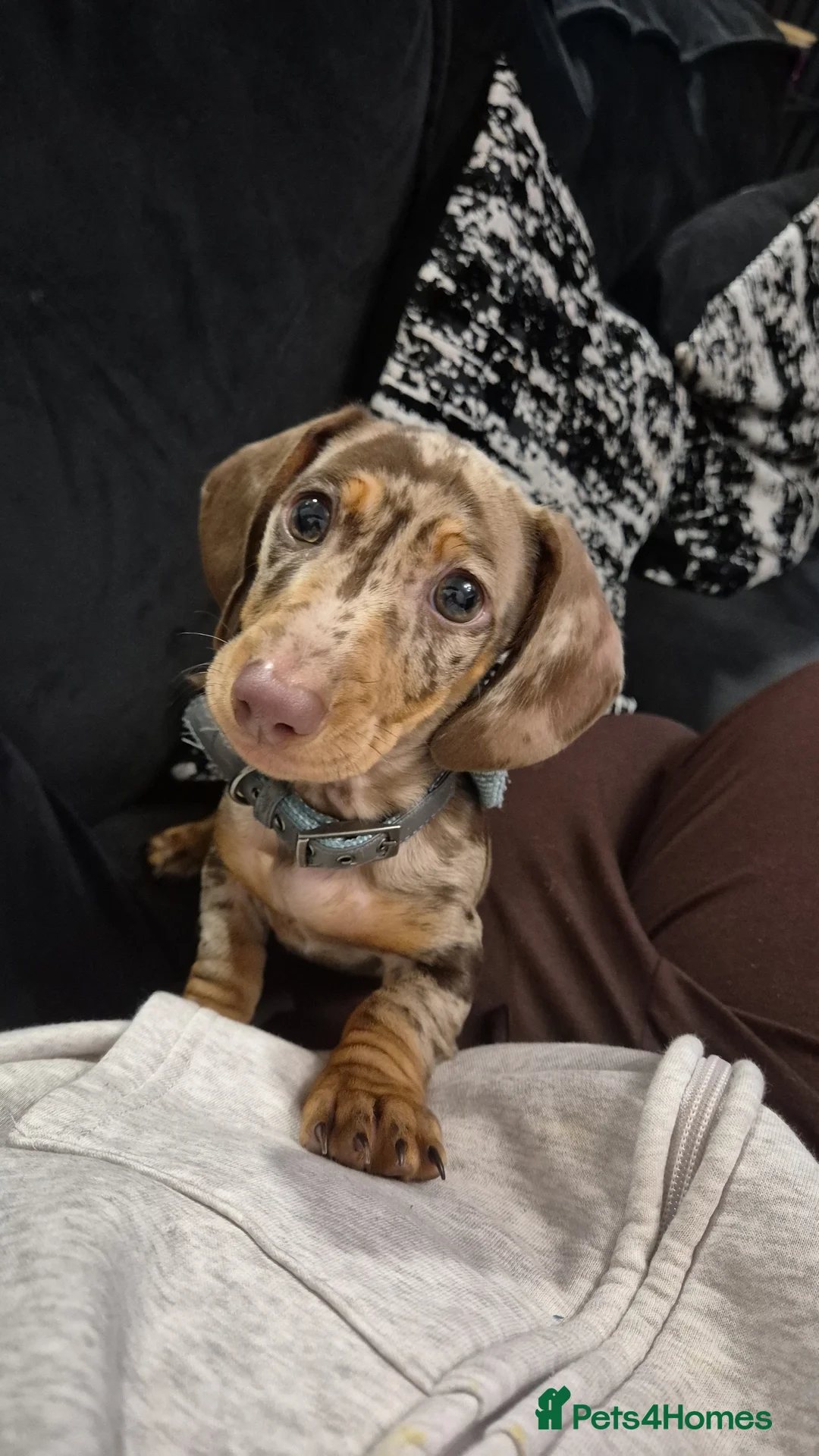Miniature Dachshund dogs for sale: 14 week old miniature dachshund - Advert 1