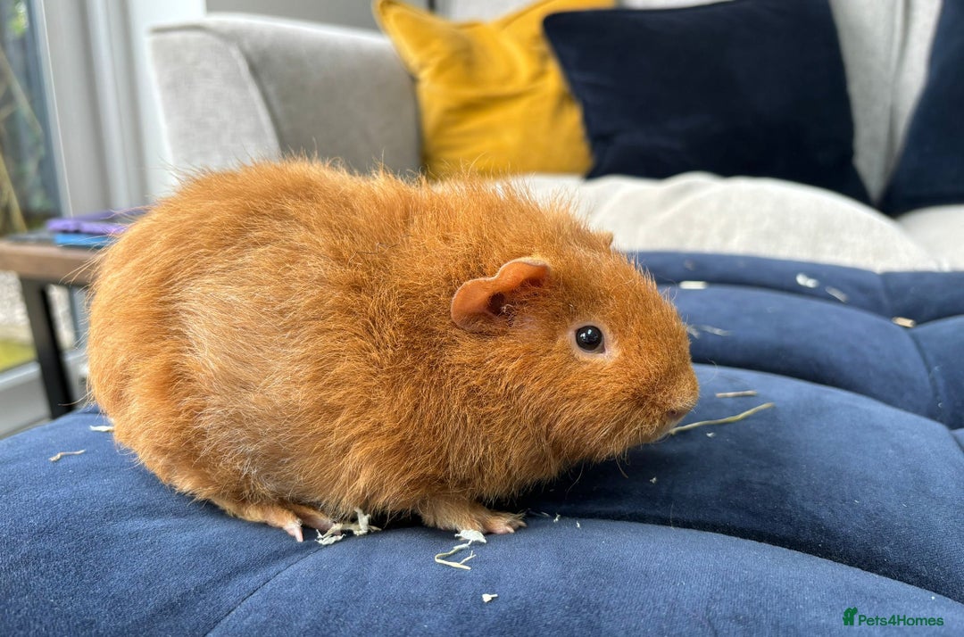 Guinea Pig rodents for sale: 2 Male Guinea Pigs - Advert 3