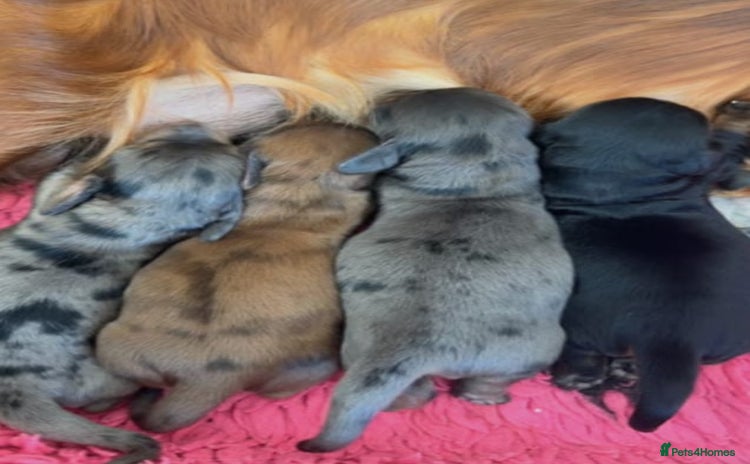 Miniature Dachshund dogs - Advert 1
