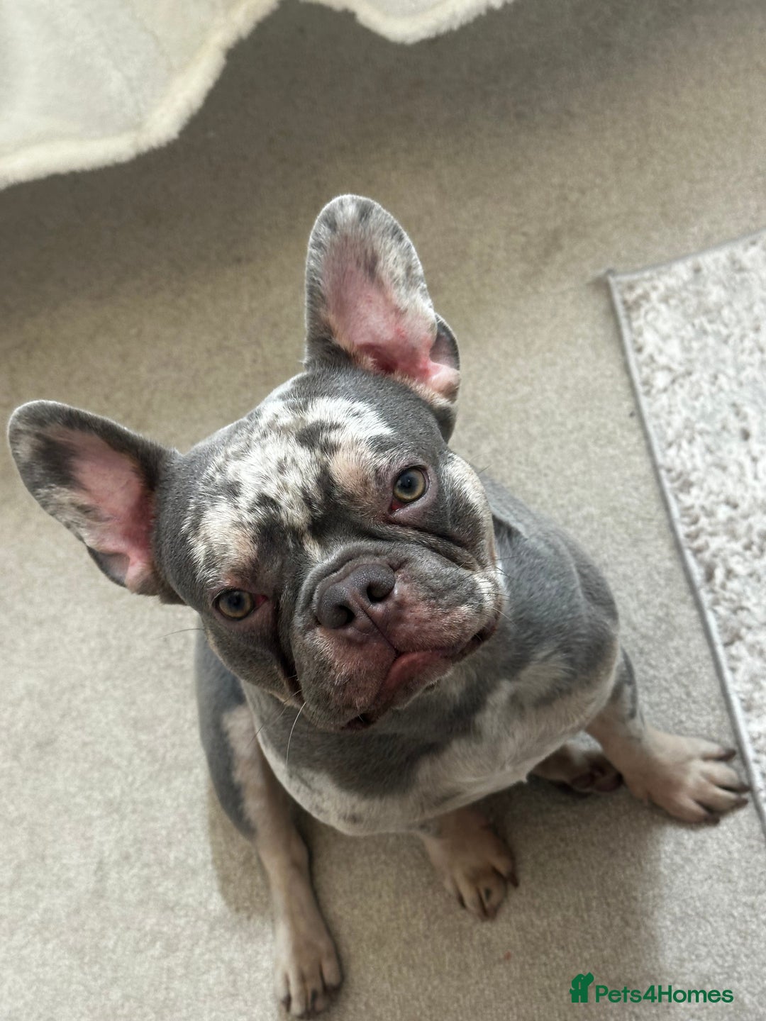 French Bulldog dogs for stud: 🔥PABLO🔥Male stud please read description!!  - Image 1