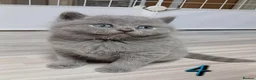 British Shorthair cats for sale: British kittens  - Advert 5