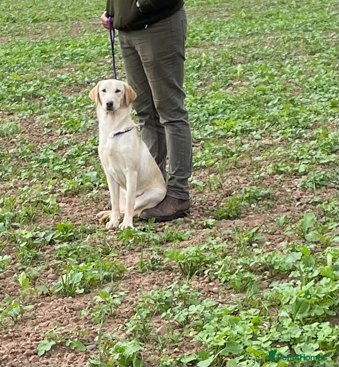 Labrador Retriever dogs for sale: Labrador puppies - Advert 7