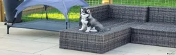 Pomsky dogs for sale: Pregnancy Announcement  in Bournemouth - Advert 7
