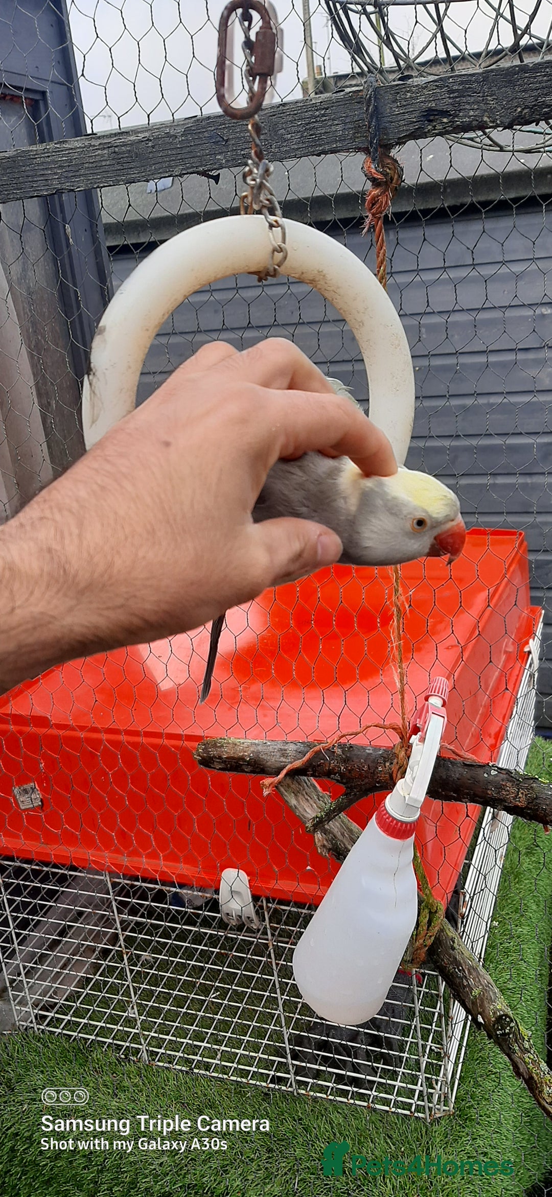 Parrots birds for sale: Reingnack recessive pied  - Advert 1