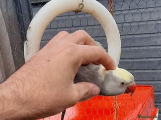 Parrots birds Reingnack recessive pied - Advert 14