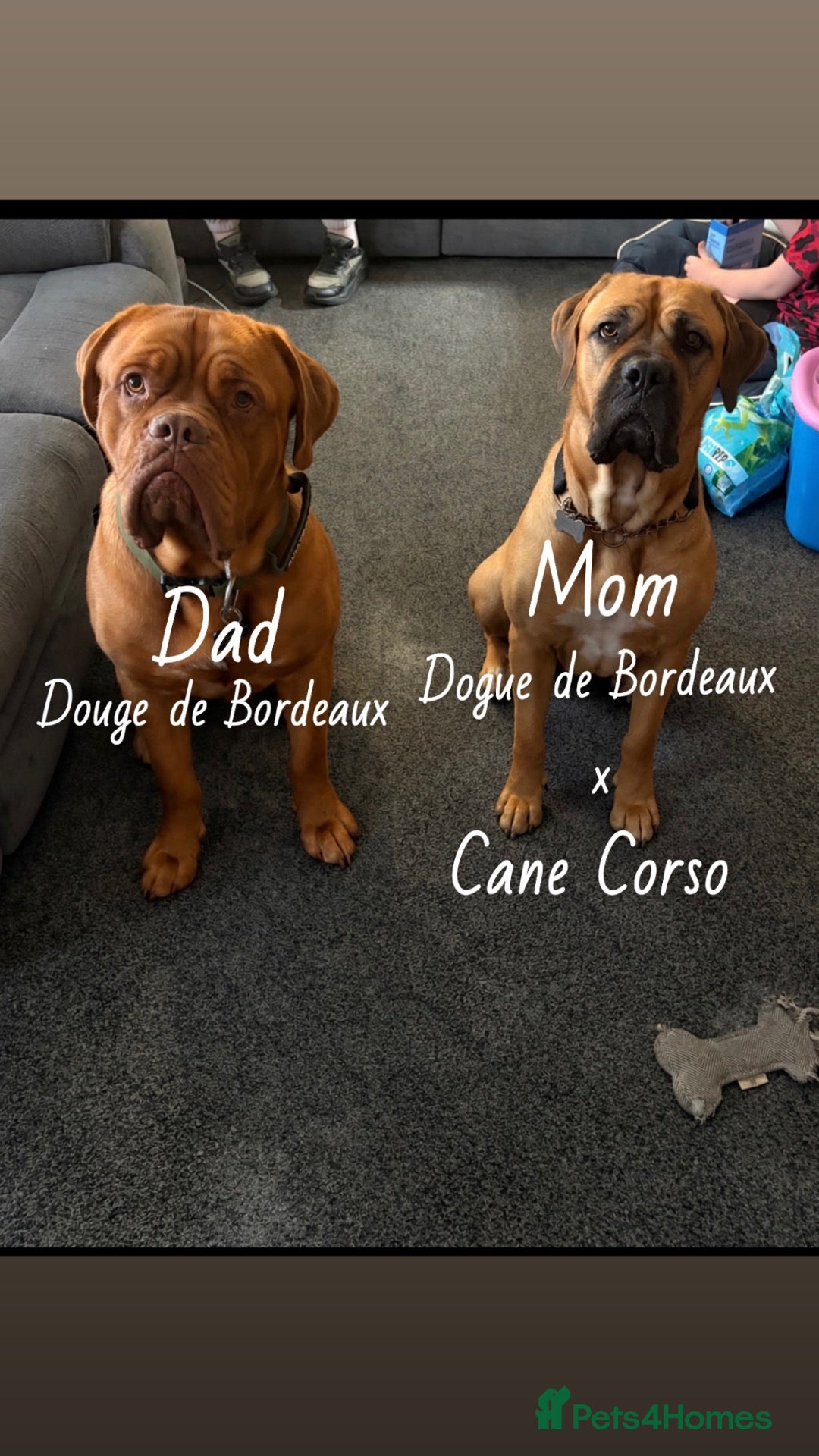 Mixed Breed dogs for sale: Douge de Bordeaux x cane corso  - Advert 12