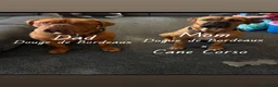 Mixed Breed dogs for sale: Dogue de Bordeaux x cane corso  - Advert 1