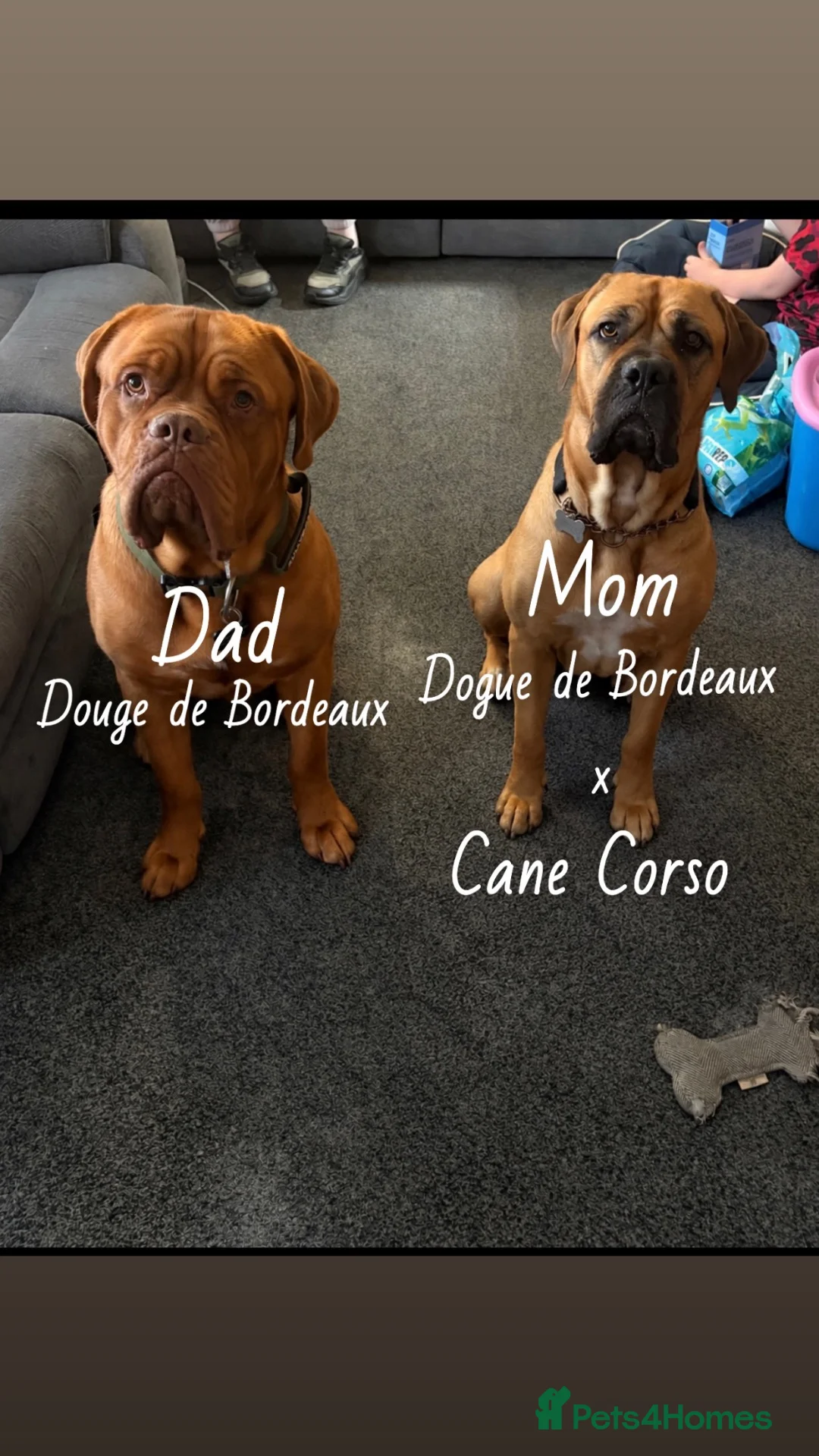 Mixed Breed dogs for sale: Dogue de Bordeaux x cane corso  - Advert 1