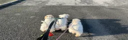Sealyham Terrier dogs for sale: Male Sealyham Terrier  - Advert 9