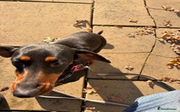 Dachshund dogs for sale: Three beautiful dachshund’s  - Advert 11