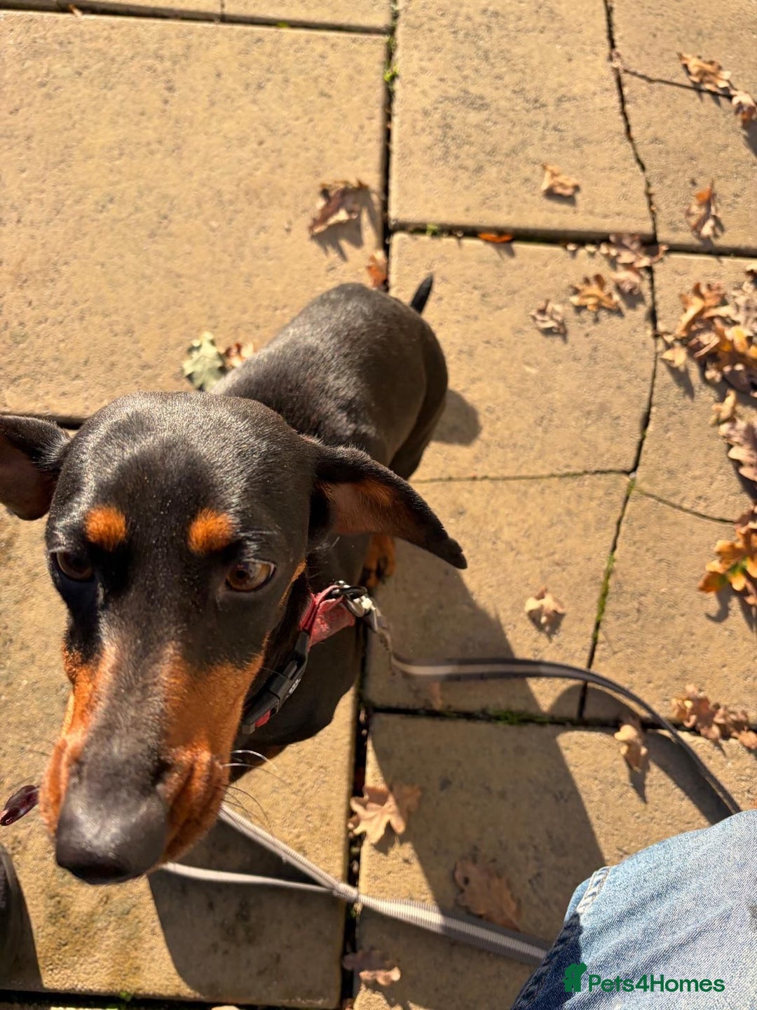 Dachshund dogs for sale: Three beautiful dachshund’s  - Advert 11