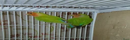 Lovebirds birds for sale: Lovebird pairs £60 pair. Blue lovebirds £60 each - Advert 4