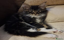 Maine Coon cats for sale: MAINE COONE KITTENS WITH WORLD CHAMPION BLOODLINE - Image 15
