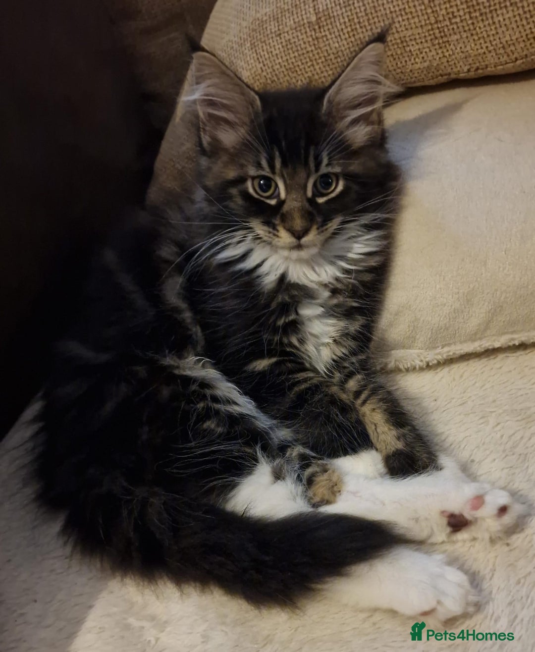 Maine Coon cats for sale: MAINE COONE KITTENS WITH WORLD CHAMPION BLOODLINE - Image 15