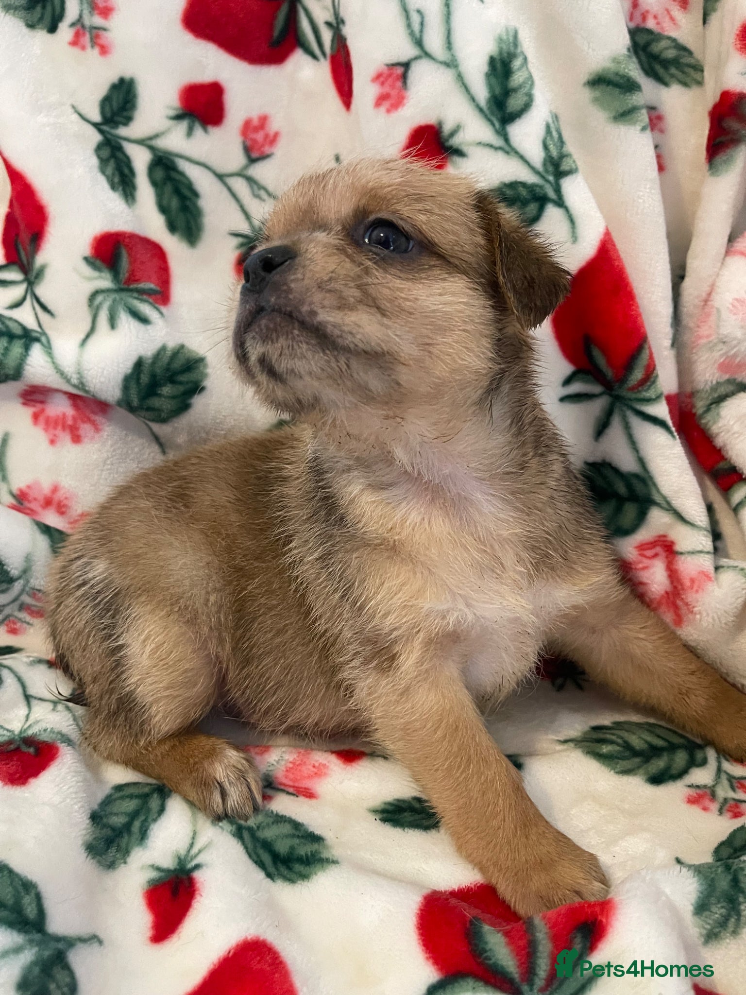 American Bulldog dogs 🐾 American Bull Dog Puppies For Sale 🐾 - Advert 15