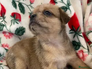 American Bulldog dogs 🐾 American Bull Dog Puppies For Sale 🐾 - Advert 15