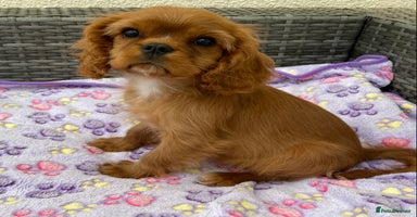 Cavalier King Charles Spaniel dogs in Wolverhampton - Advert 3