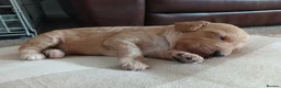 Sproodle dogs for sale: Beautiful F1B Sproodles!  in Doncaster - Advert 7