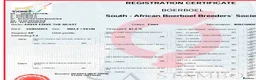 Boerboel dogs for sale: SABBS REGISTERED PARENTS  - Advert 7