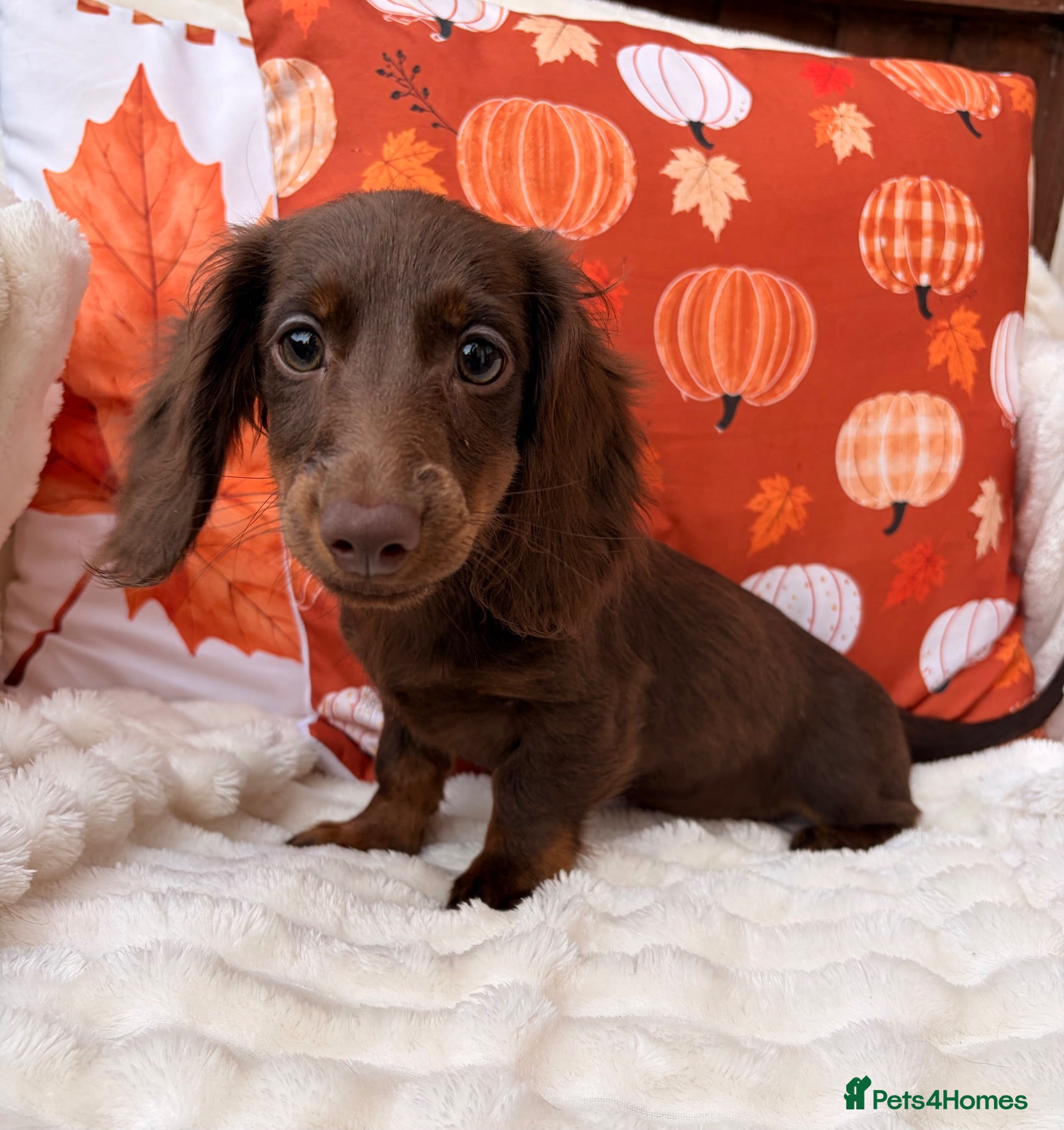 Miniature Dachshund dogs Fabulous Litter of Long haired dachshund puppies  - Advert 15