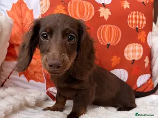 Miniature Dachshund dogs Fabulous Litter of Long haired dachshund puppies - Advert 15