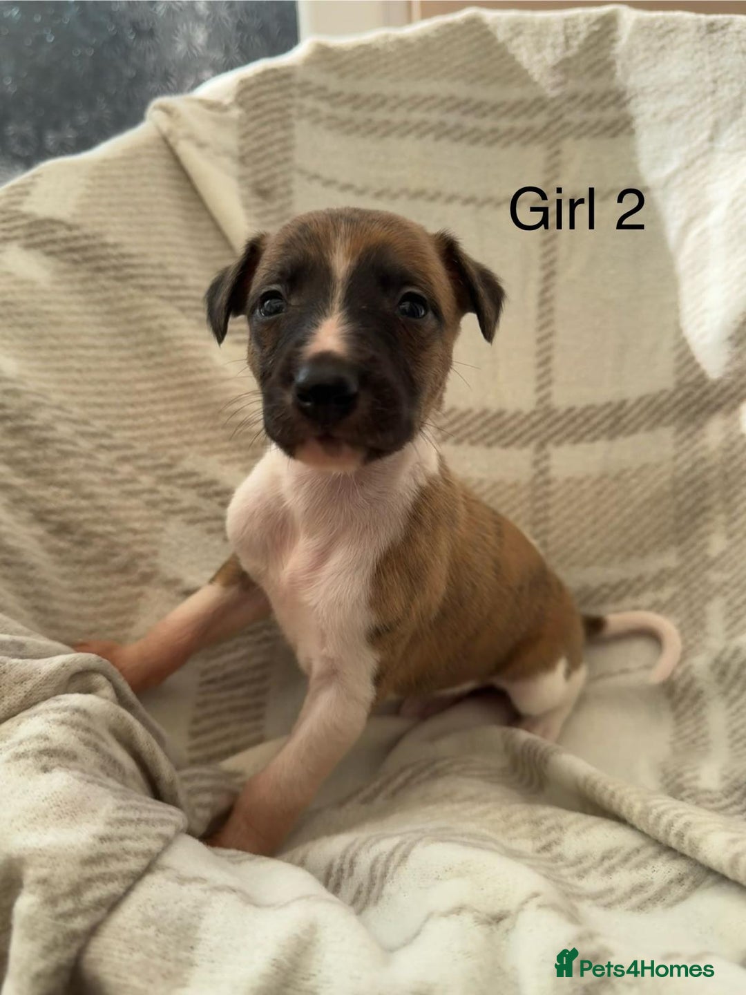 Whippet dogs for sale: Beautiful kc registered whippets - Image 8