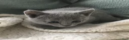 Russian Blue cats for sale: TICA registered Russian Blue kittens - Advert 6
