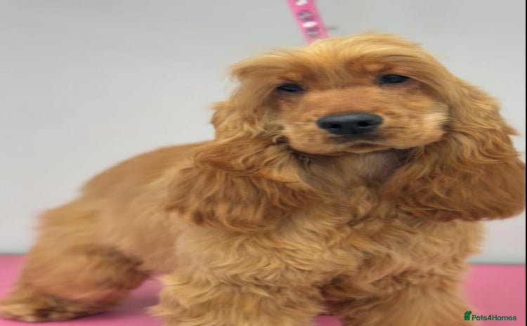Cocker Spaniel dogs - Advert 2