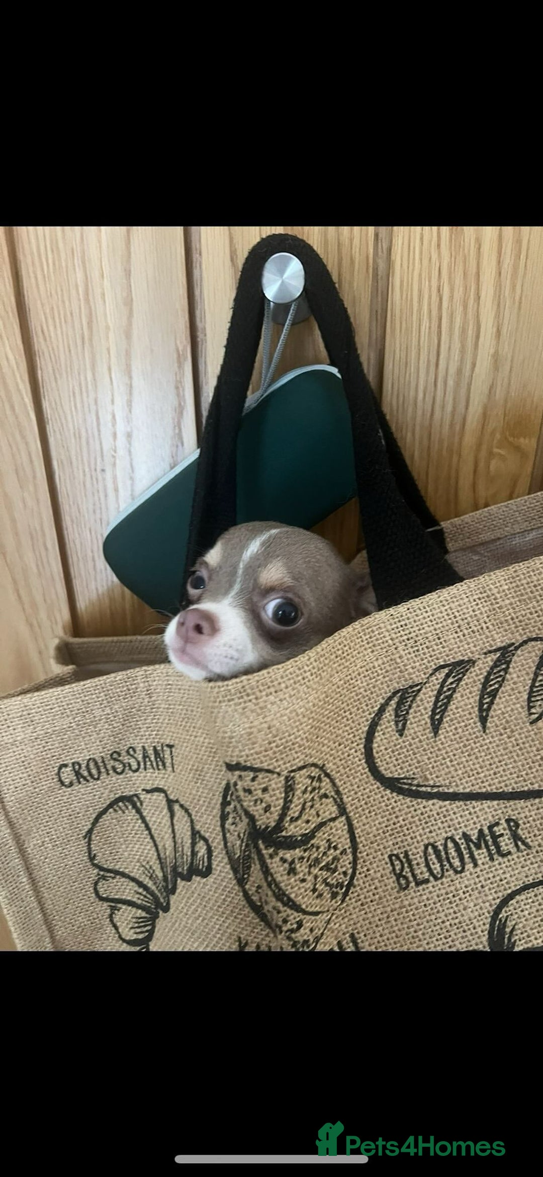 Chihuahua dogs for sale: Cheetos  - Advert 4