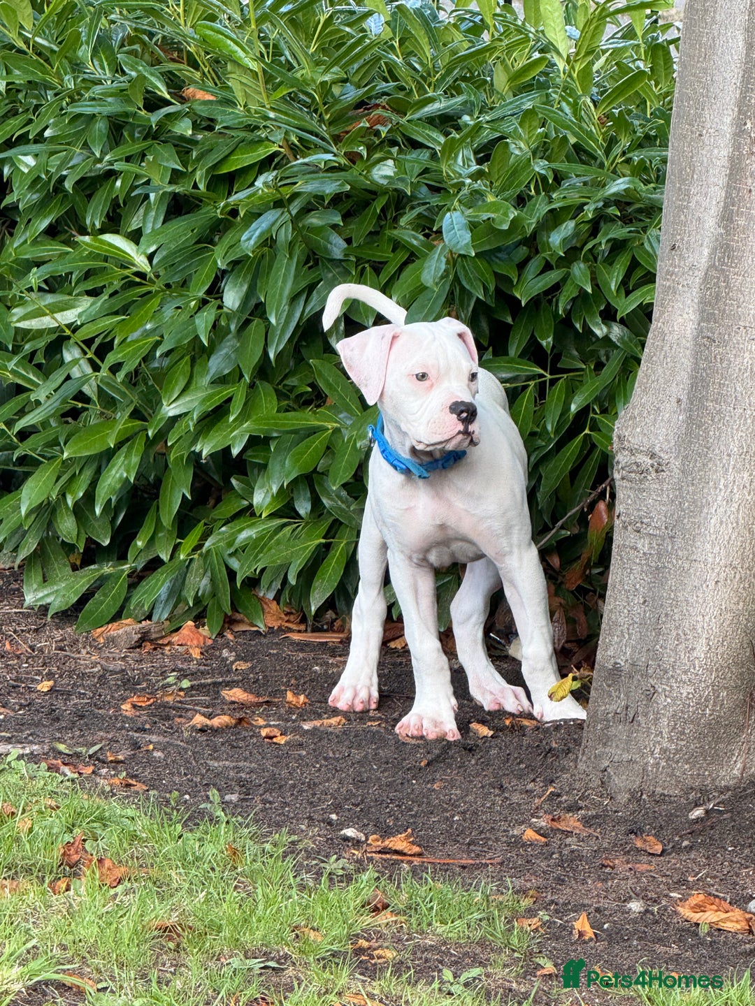 American Bulldog dogs for sale: Male American Bulldog  - Image 10