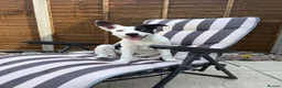 Border Collie dogs for sale: Skye  in Maidstone - Advert 1