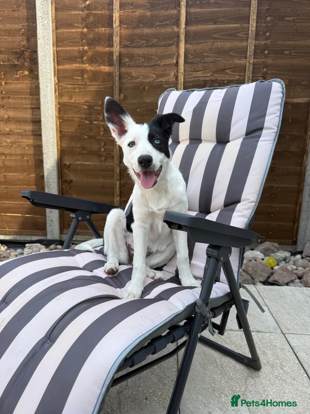 Border Collie dogs for sale: Skye  in Maidstone - Advert 1