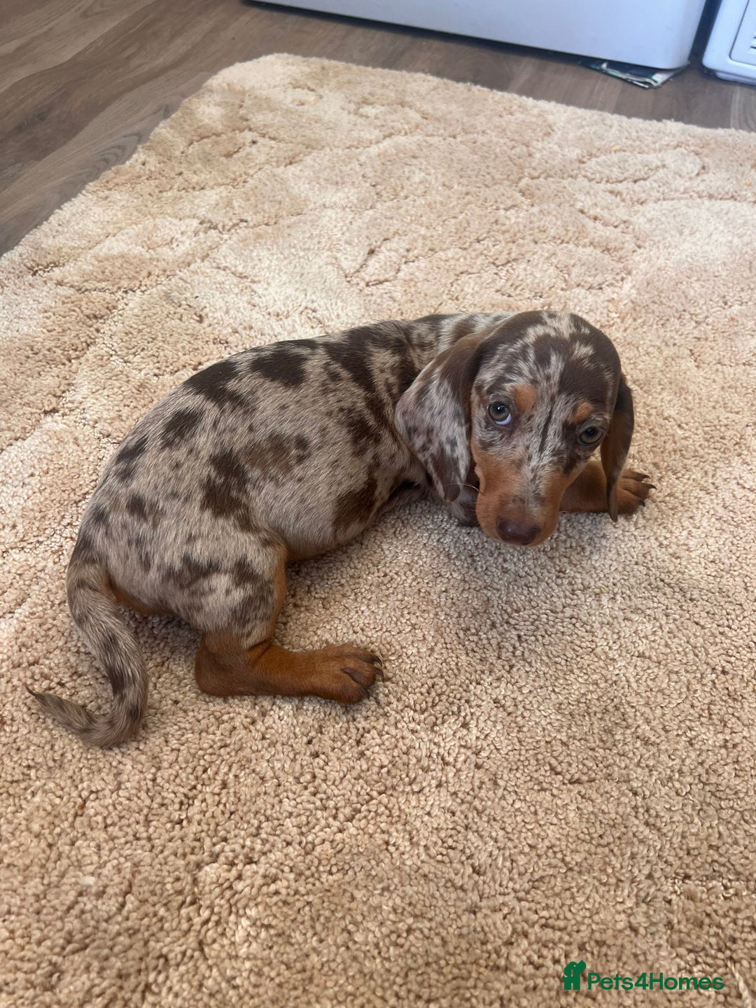 Dachshund dogs for sale: Dachshund pups - Image 2