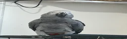 Parrots birds for sale: African gray - Advert 1