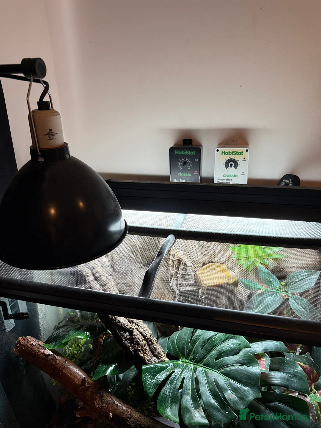 Gecko reptiles for sale: Male and female gargoyle gecko set up  - Advert 4