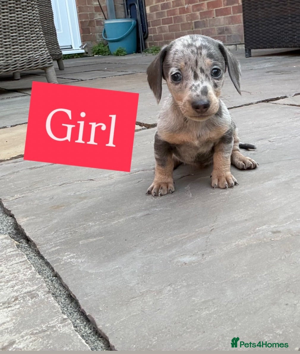 Miniature Dachshund dogs Miniature dachshund Puppys for sale  - Advert 5