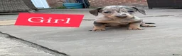 Miniature Dachshund dogs for sale: Miniature dachshund Puppys for sale  in Aldershot - Advert 8