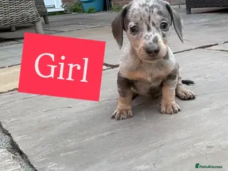 Miniature Dachshund dogs Miniature dachshund Puppys for sale - Advert 17