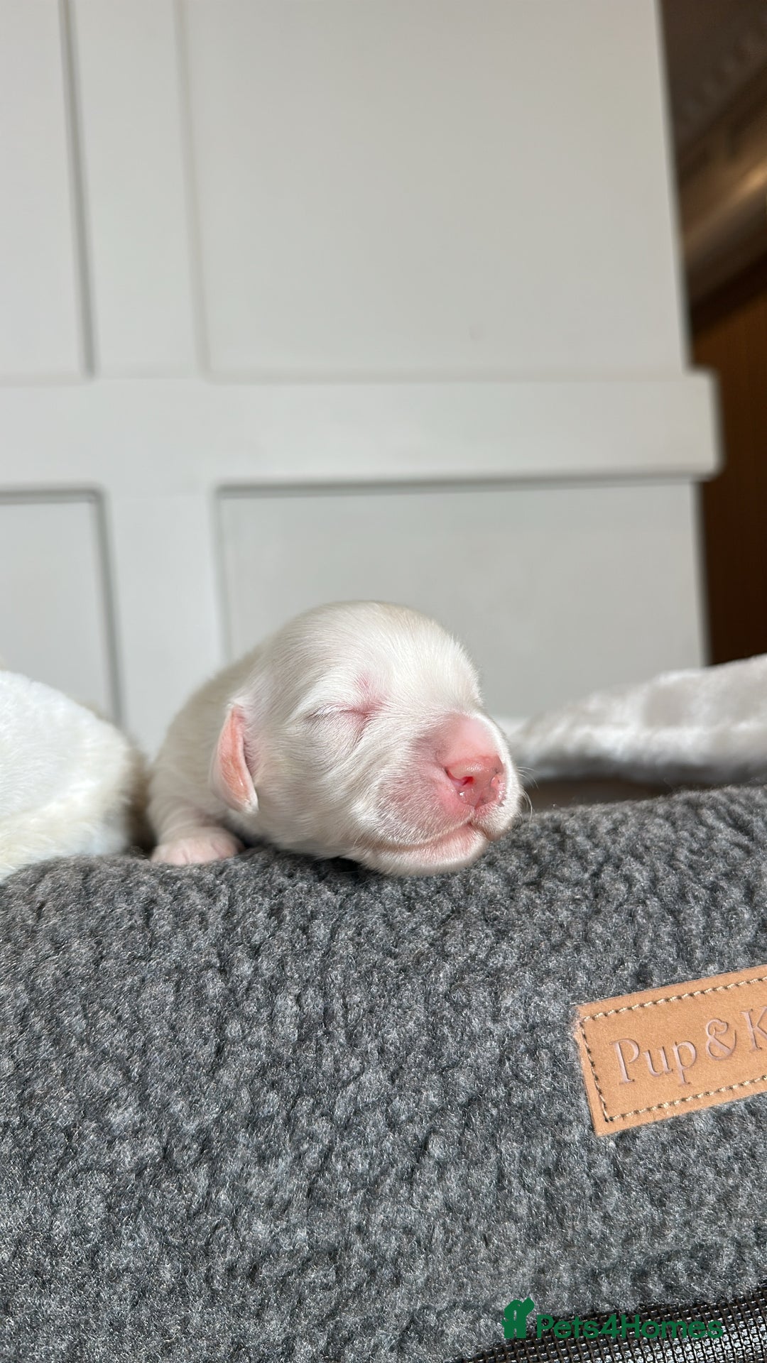 Miniature Dachshund dogs for sale: Clear Cream Miniature Dachsunds - Image 17