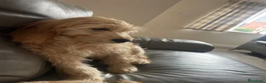 Mixed Breed 1